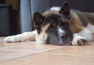 Wie kann dein Hund allein bleiben lernen? – ruhig, strukturiert, individuell 2 hund allein bleiben,